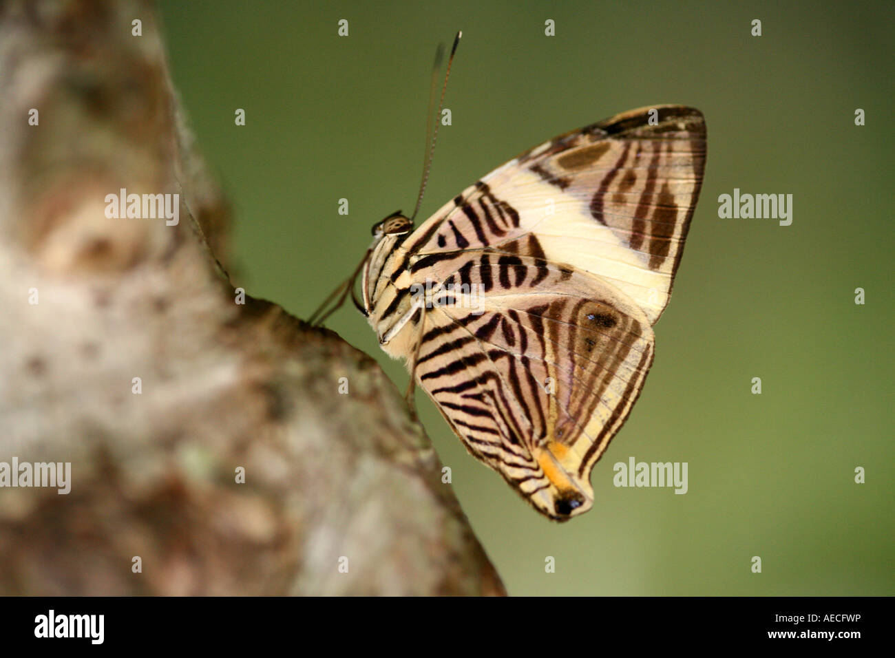 Butterfly seen at Gamboa, Chagres, Panama, Central America. Stock Photo