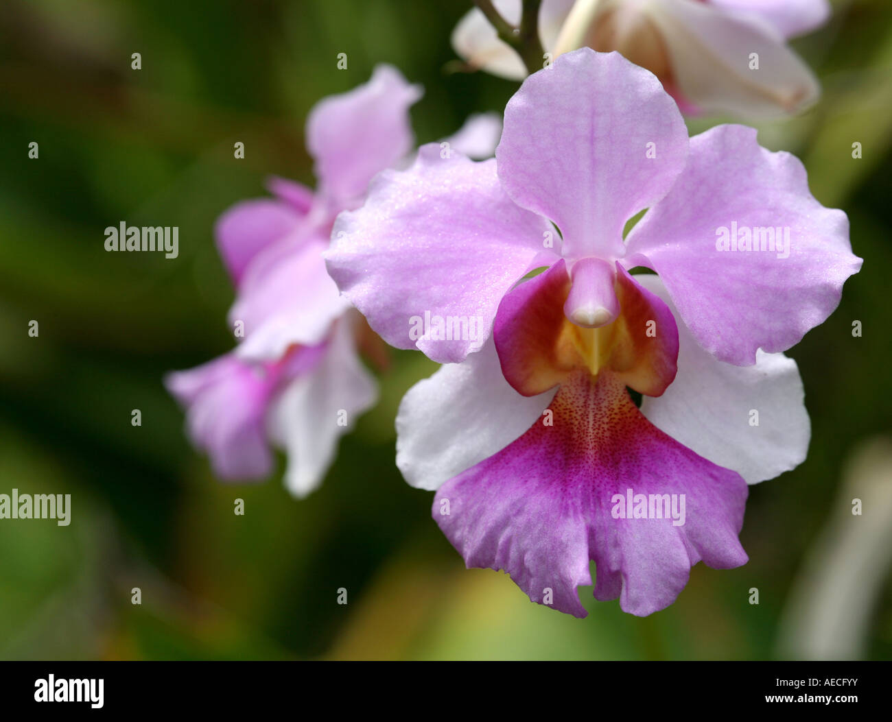 Pink orchid cultivated in Panama, Central America, seen in an horizontal view. Stock Photo