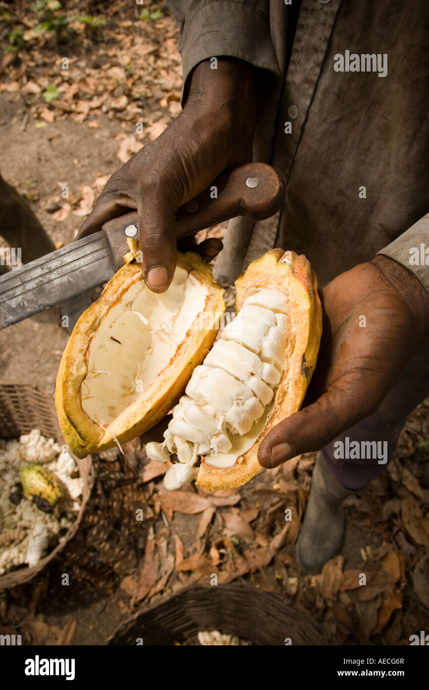 Farmer holding cracked cocoa pod Stock Photo