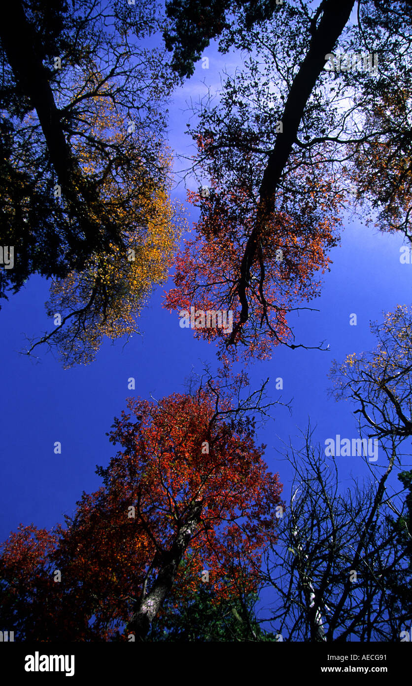 An upward view of autumn trees in the andean forest near Villa Angostura Argentina Stock Photo
