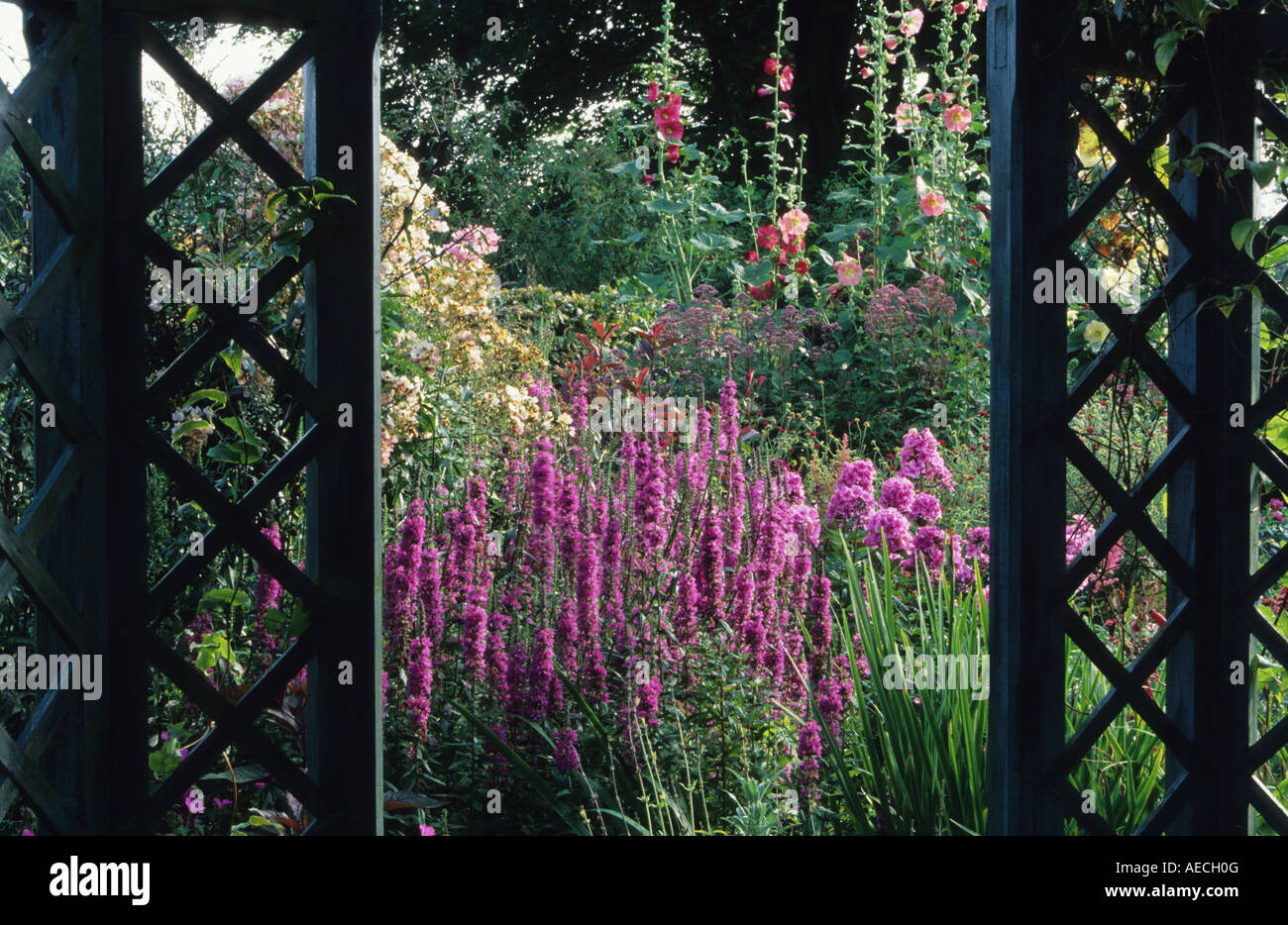 Wollerton Old Hall Shropshire View from window of herbaceous border Lythrum Lady Sackville Phloz Eve Cullum Stock Photo