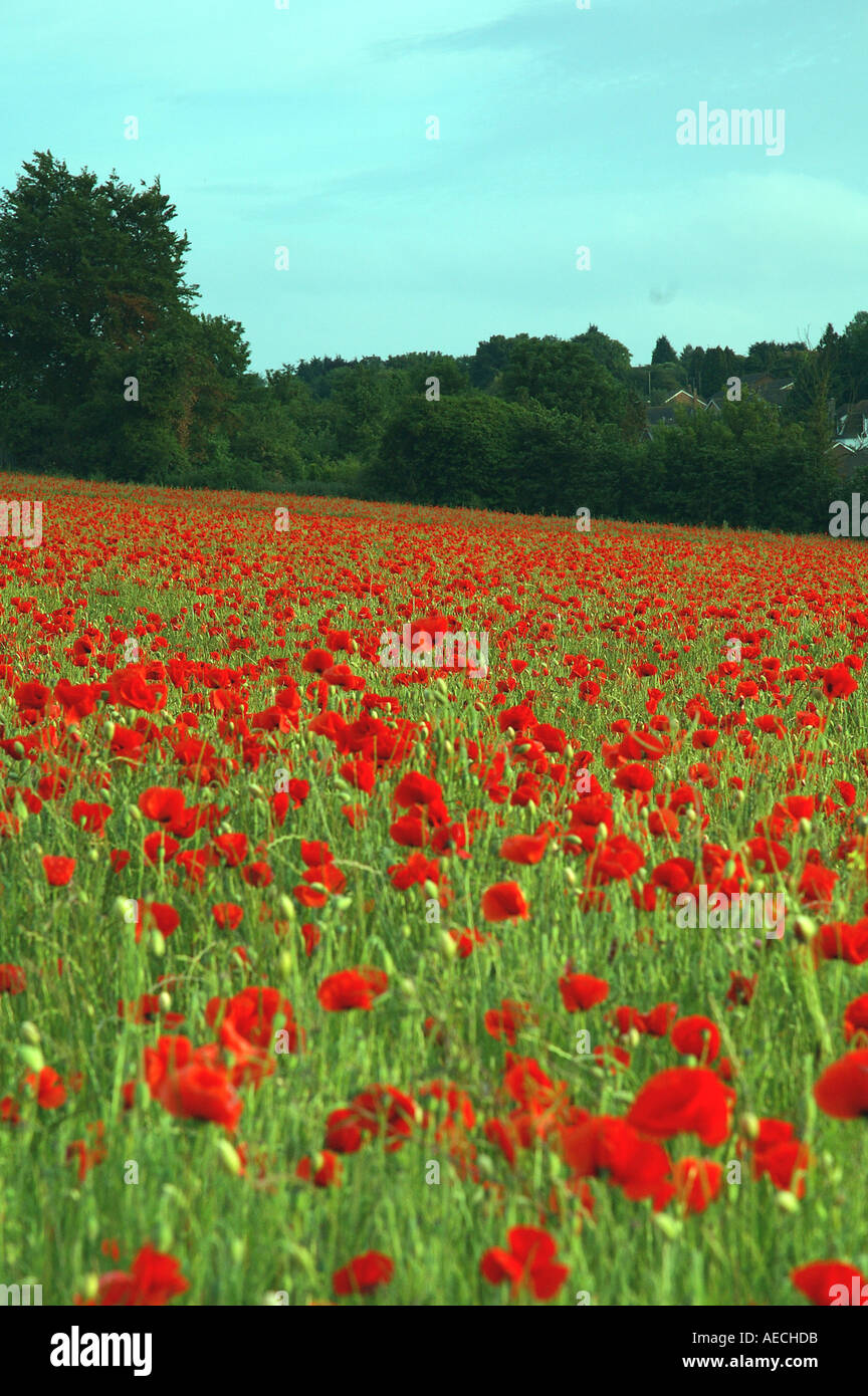 Poppy Fields near istead rise Kent Stock Photo Alamy