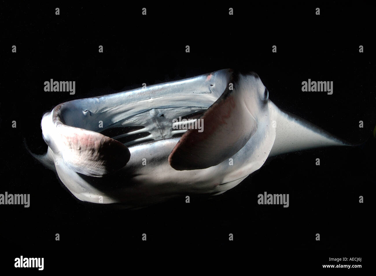 manta ray at night Manta birostris Manta Ray Night Dive Kona Big Island