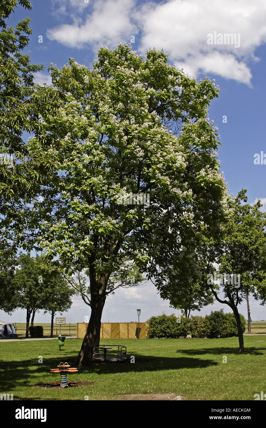 Indian bean tree (Catalpa bignonioides), single tree Stock Photo Alamy