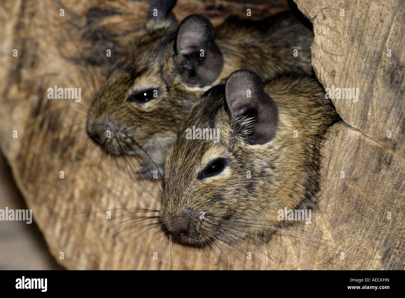 degu, Brush-tail Rat (Octodon degus), two individuals looking out of a hollow tree trunk Stock Photo