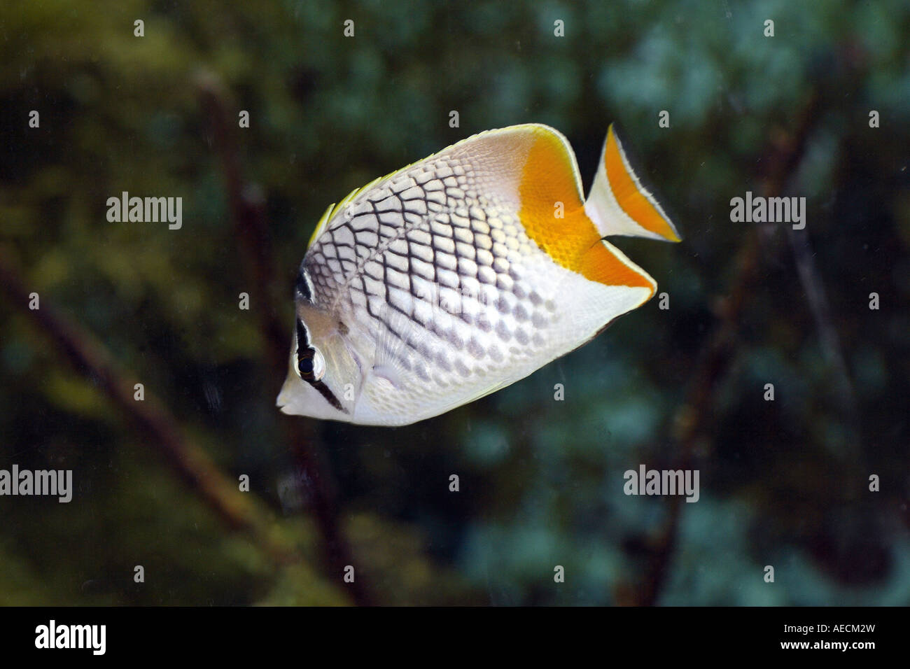 Pearlscale butterflyfish, Small butterfly fish (Chaetodon xanthurus) Stock Photo
