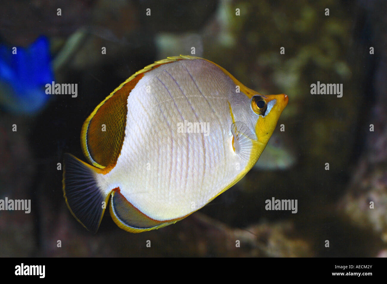 yellowhead butterflyfish (Chaetodon xanthocephalus) Stock Photo