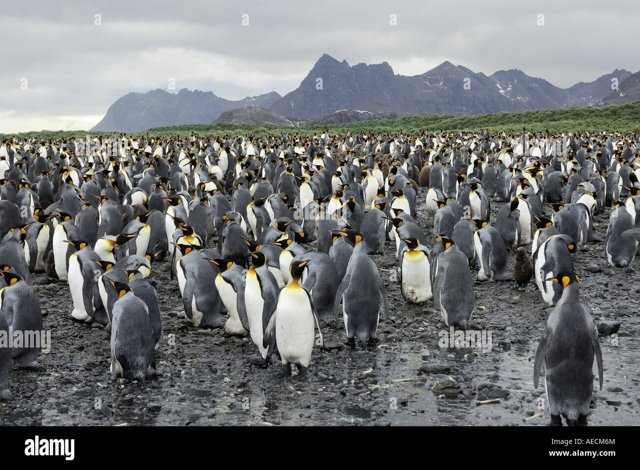 king penguin (Aptenodytes patagonicus), colony, Antarctica ...