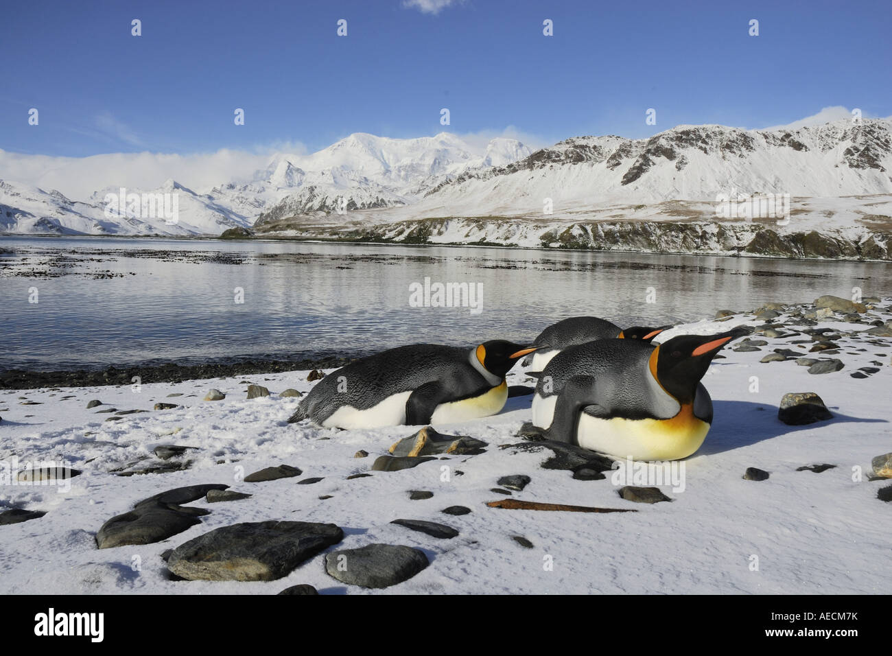 king penguin (Aptenodytes patagonicus), lying at the shore, Antarctica ...