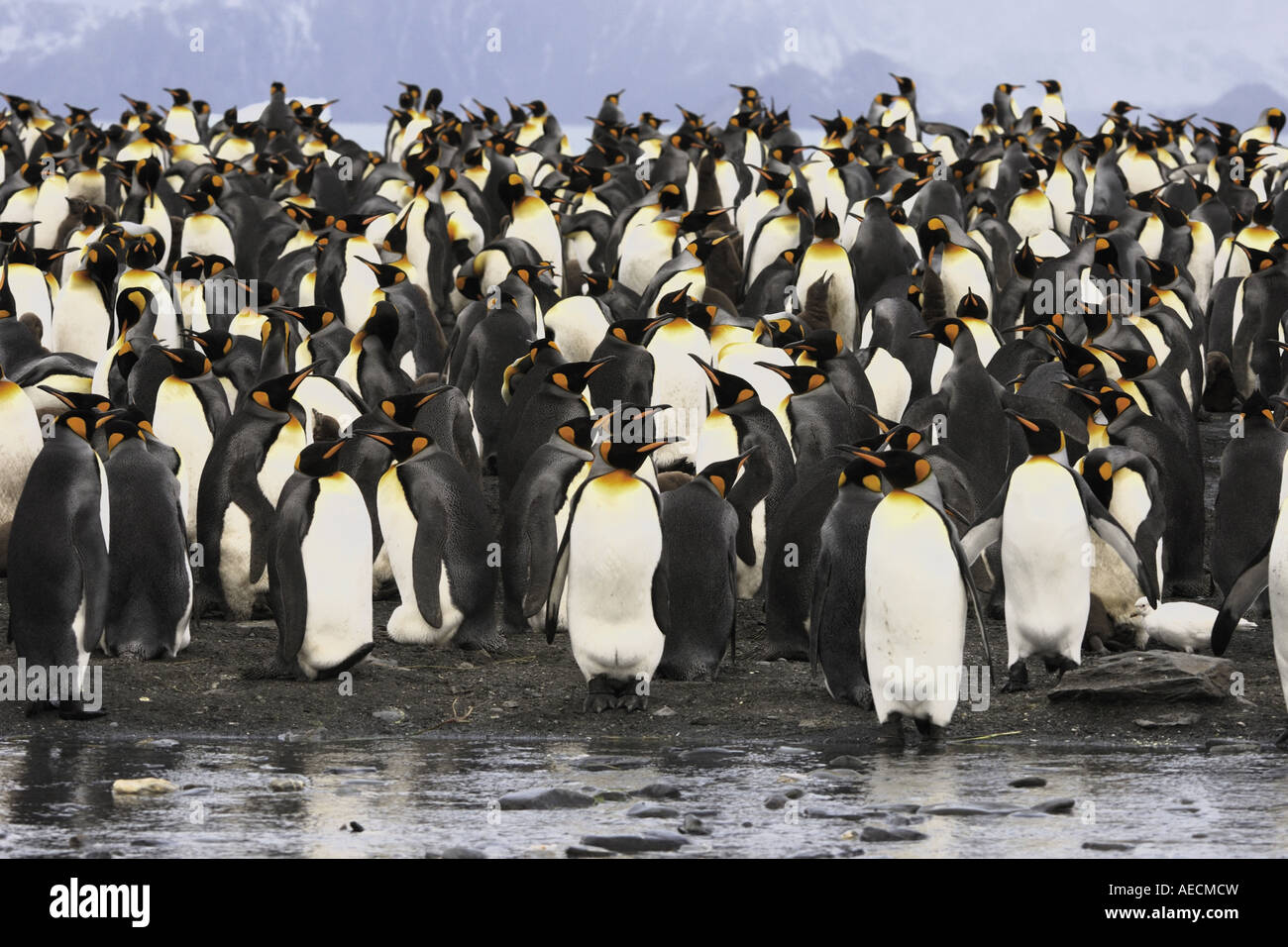 king penguin (Aptenodytes patagonicus), colony, Antarctica ...