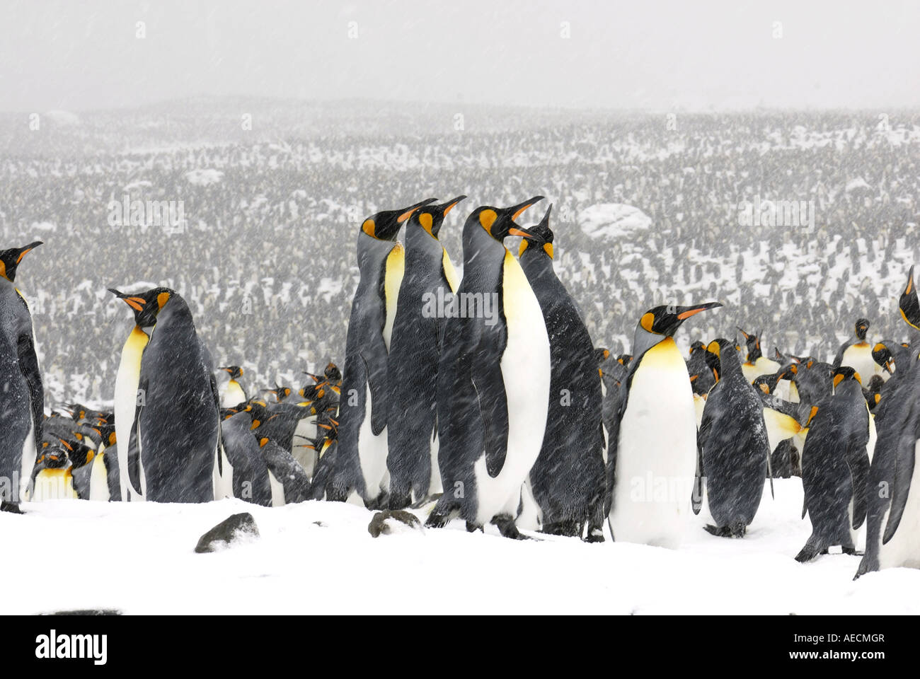 king penguin (Aptenodytes patagonicus), colony, Antarctica ...