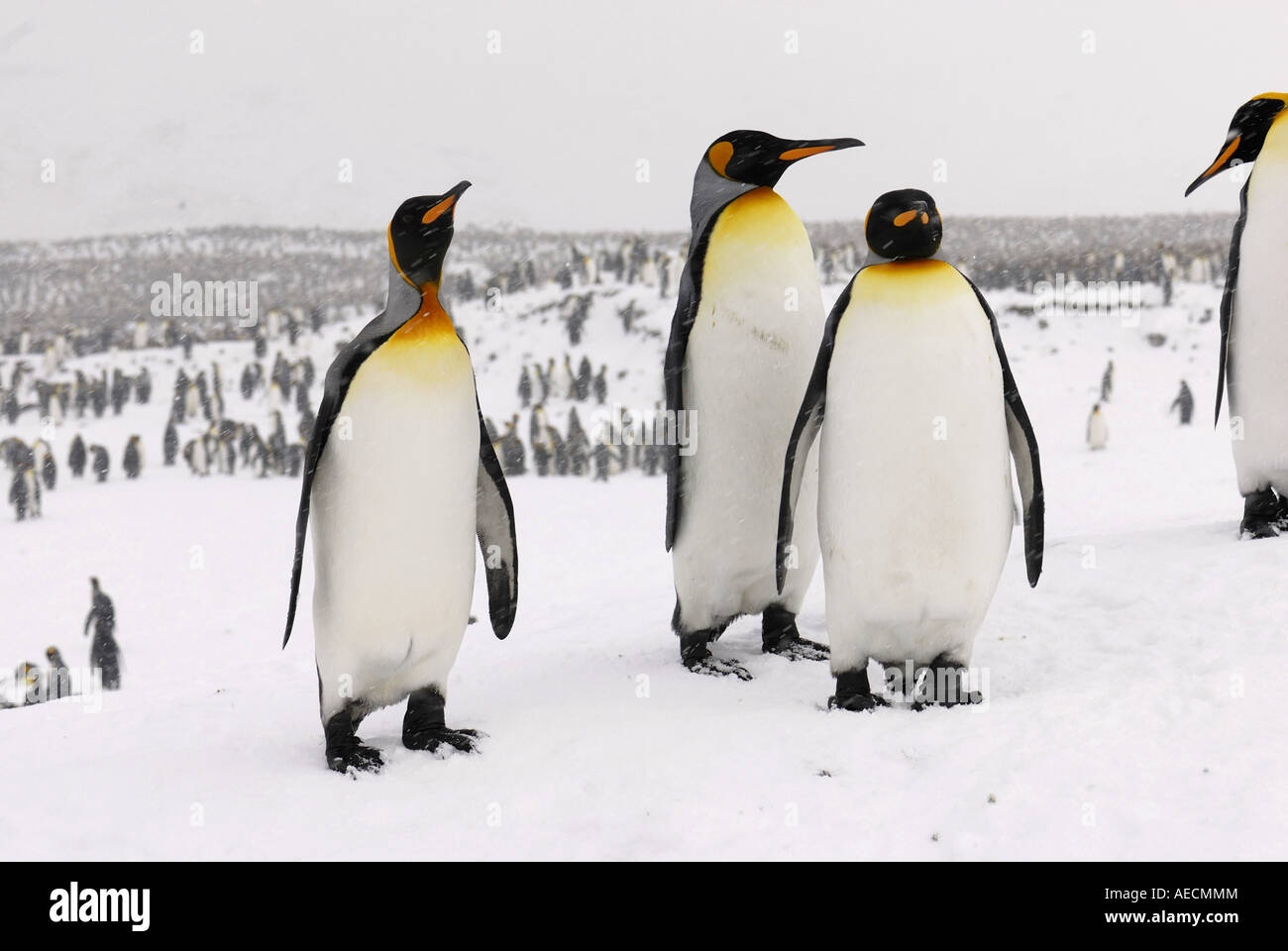 king penguin (Aptenodytes patagonicus), group of individuals side by ...