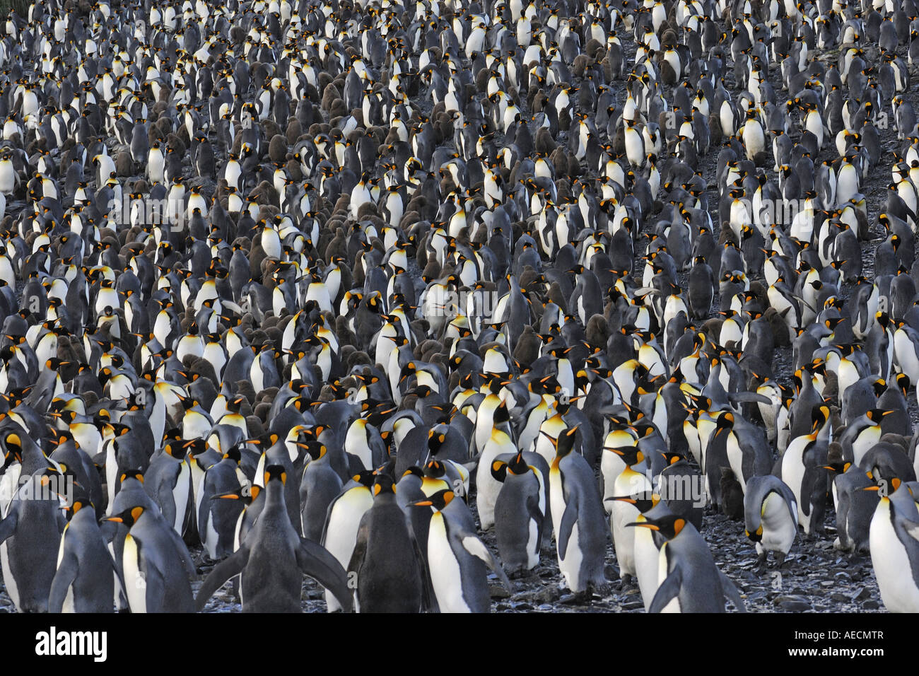 king penguin (Aptenodytes patagonicus), colony, Antarctica ...