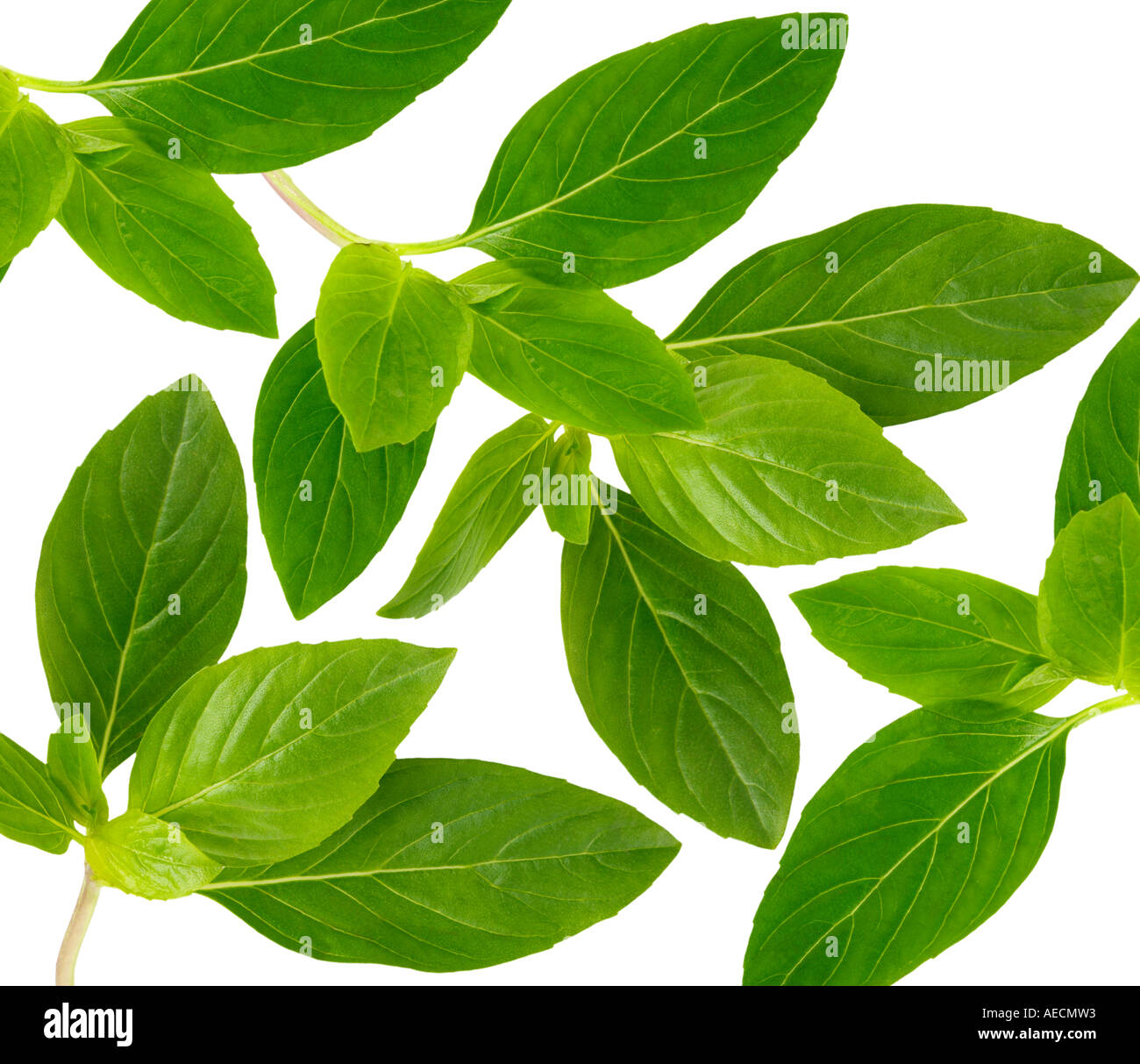 THAI SWEET BASIL Stock Photo Alamy