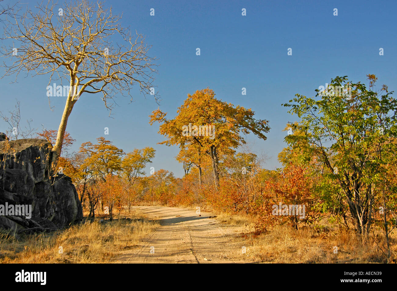 Hwange national park Zimbabwe Stock Photo