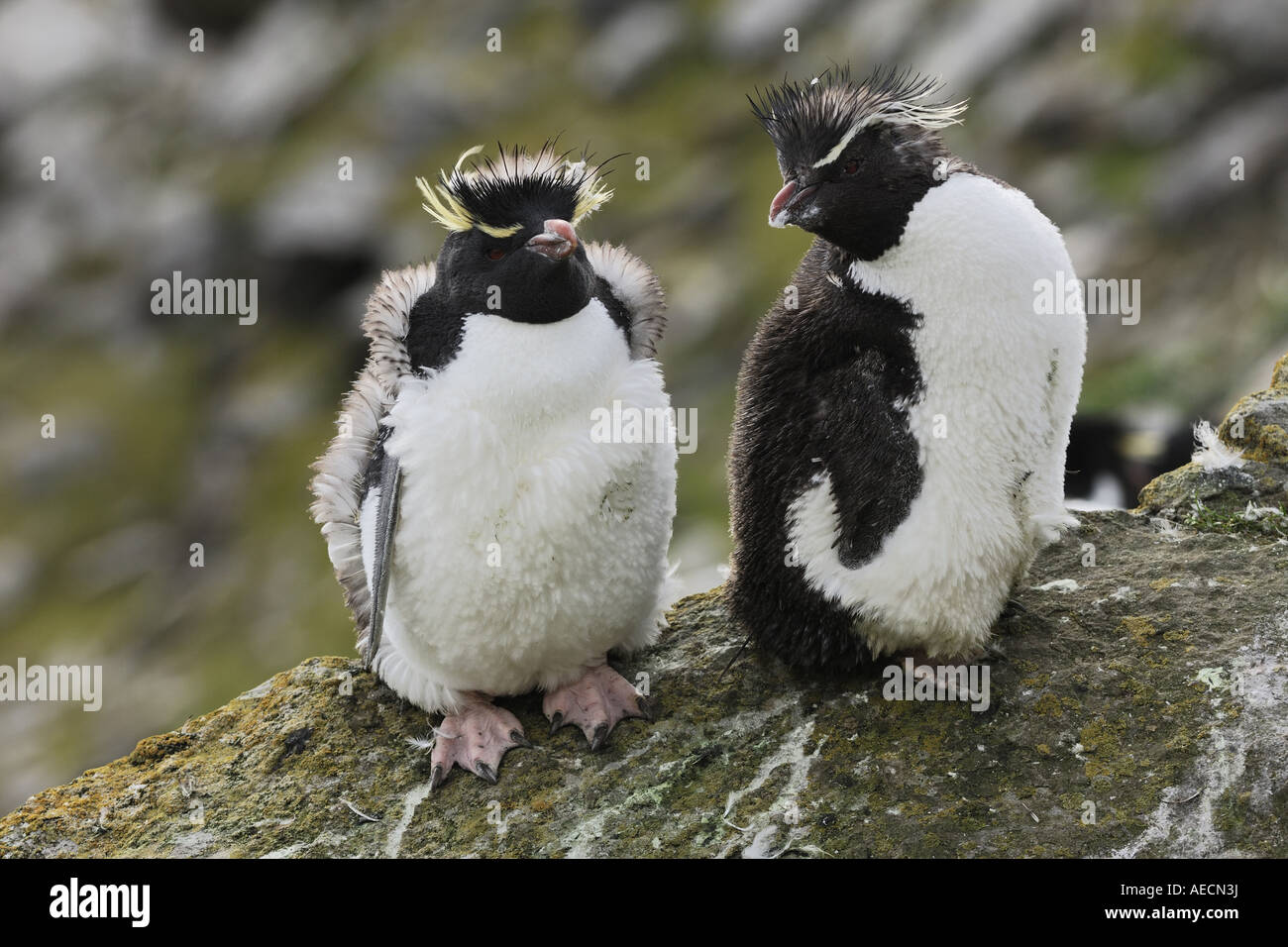 Rockhopper Penguin Eudyptes Chrysocome Moulting Young Animals On A Rock Antarctica Falkland Island Stock Photo Alamy Rockhopper Penguin Eudyptes Chrysocome Moulting Young Animals On A Rock Antarctica Falkland Island Stock Photo Alamy