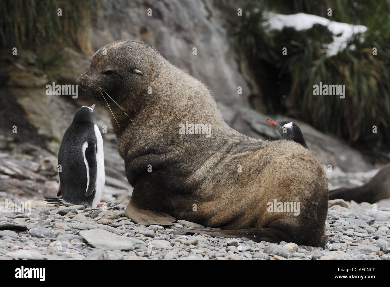 Seal between penguins hires stock photography and images Alamy
