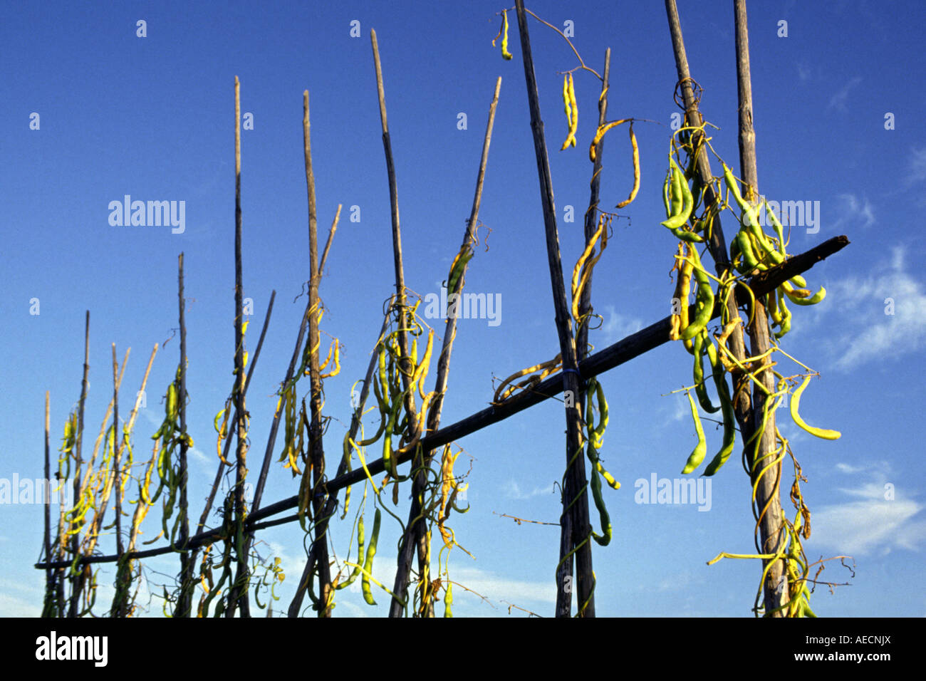 Beanpole hires stock photography and images Alamy