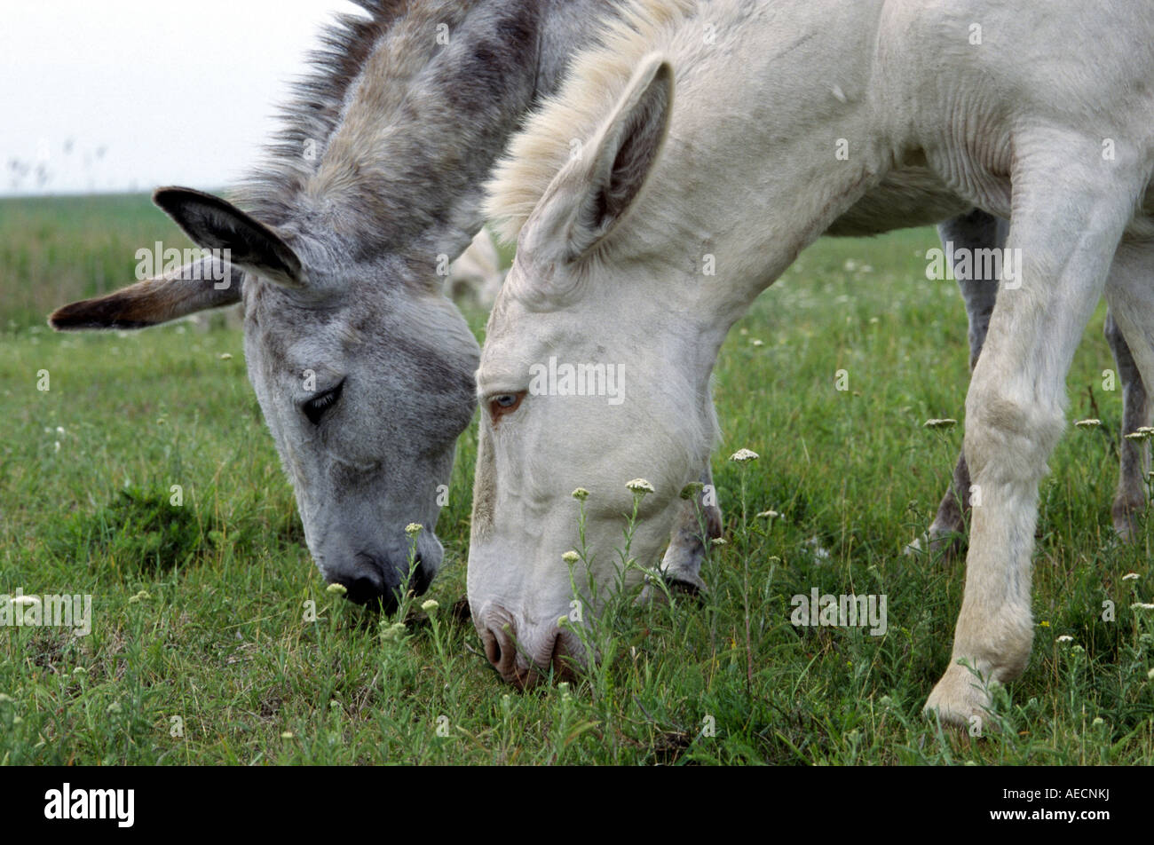 domestic donkey (Equus asinus f. asinus), two white donkeys searching for food at pasture, Austria Stock Photo
