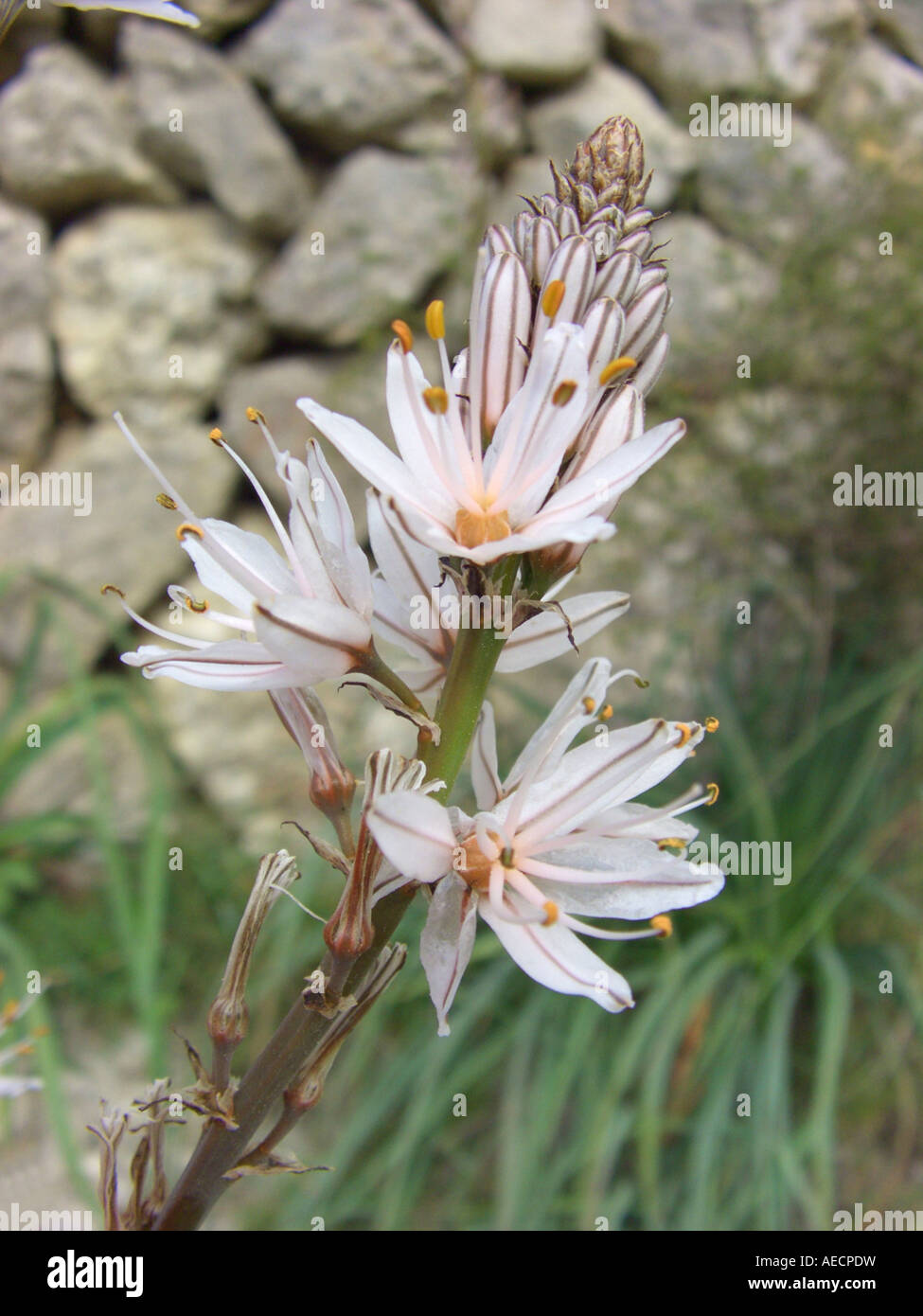 summer asphodel, common asphodel, tall asphodel (Asphodelus aestivus, Asphodelus microcarpus), blooming at a wall, Spain, Major Stock Photo