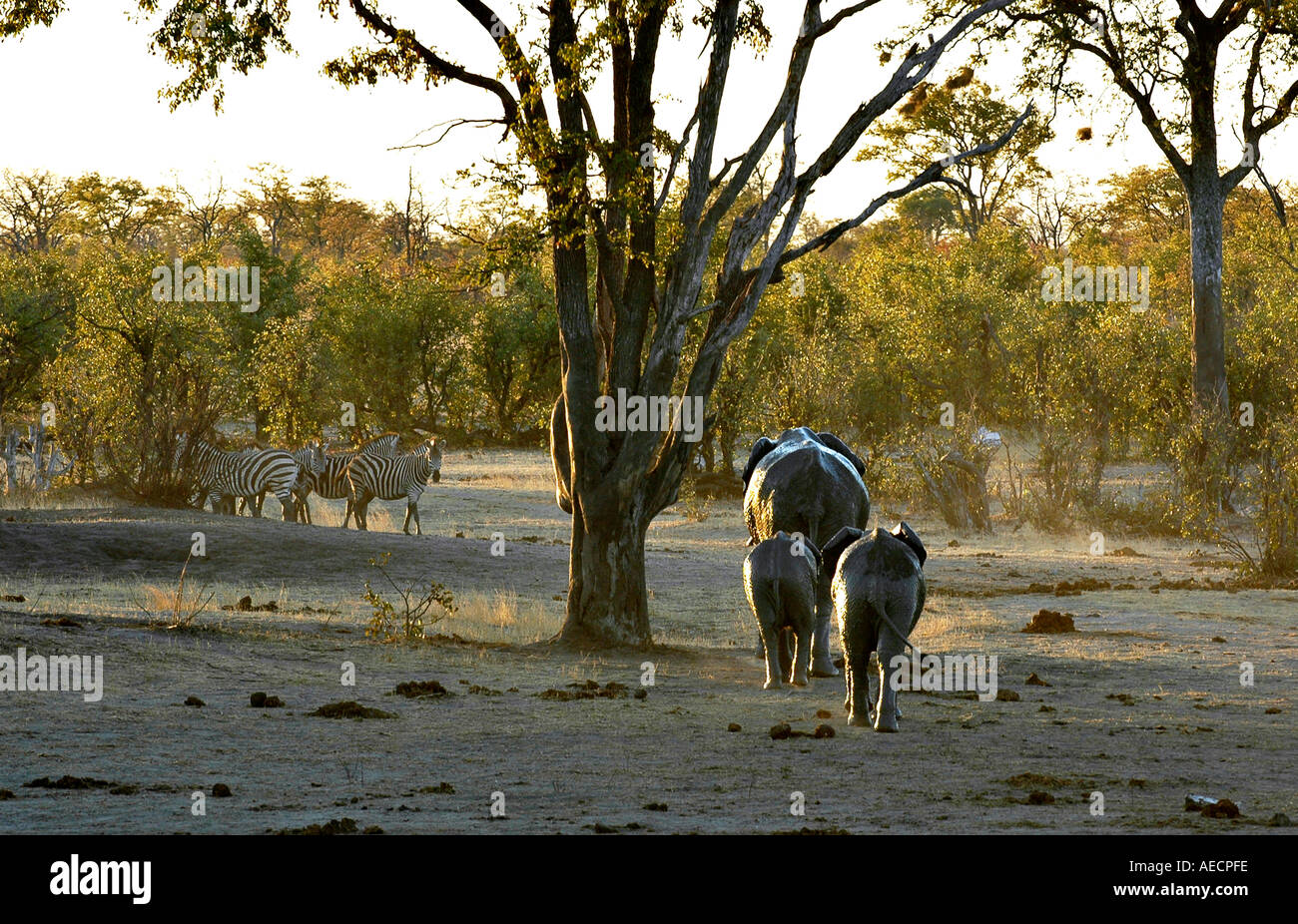 Wet elephants at waterhole Hwange National Park Zimbabwe Stock Photo
