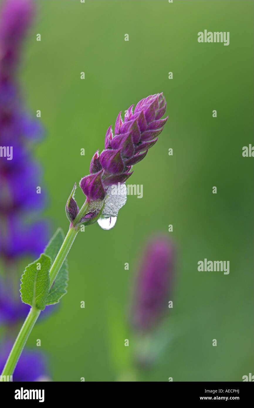 cicadas, spittlebug, froghopper (Auchenorrhyncha (Homoptera)), cuckoo-spit on Salvia nemorosa, Austria, Burgenland, NP Neusiedl Stock Photo