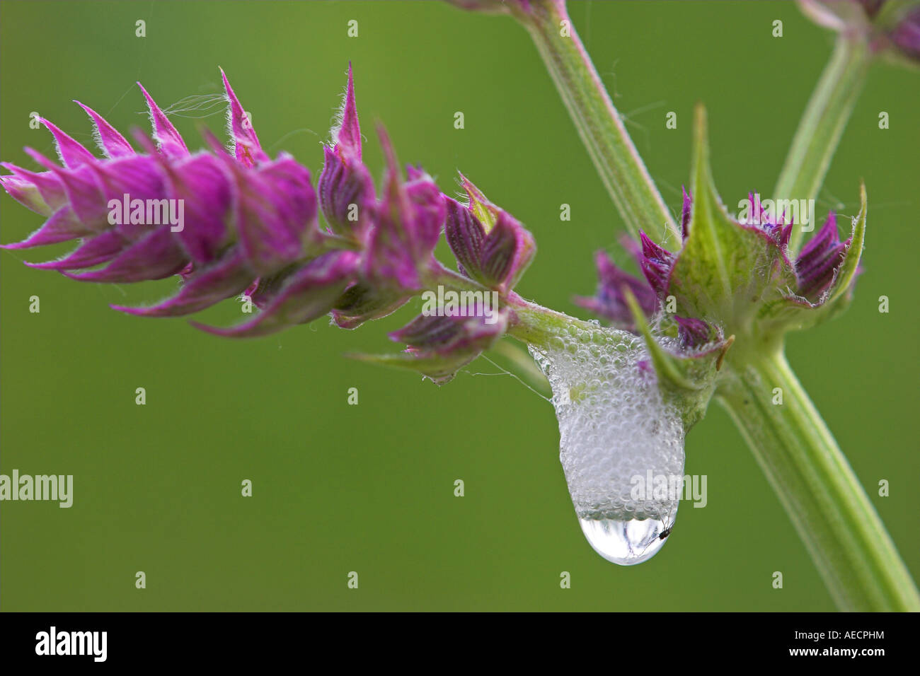 cicadas, spittlebug, froghopper (Auchenorrhyncha (Homoptera)), cuckoo-spit on Salvia nemorosa, Austria, Burgenland, NP Neusiedl Stock Photo