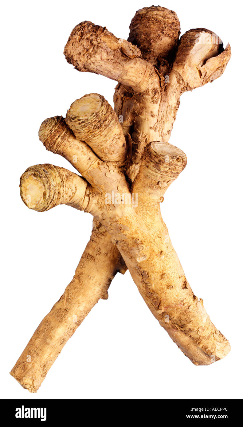 HORSERADISH ROOT CUT OUT Stock Photo Alamy