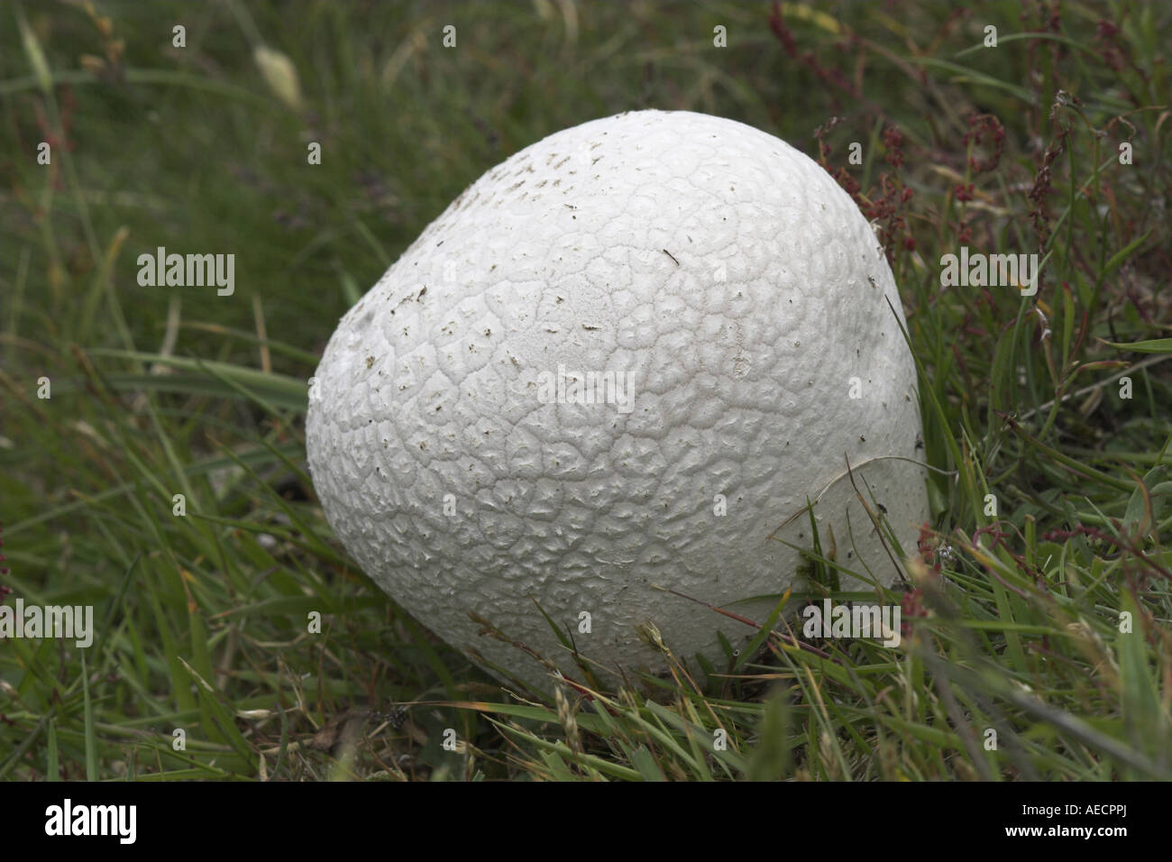 grey puffball (Bovista plumbea), fruiting body, Netherlands, Texel Stock Photo