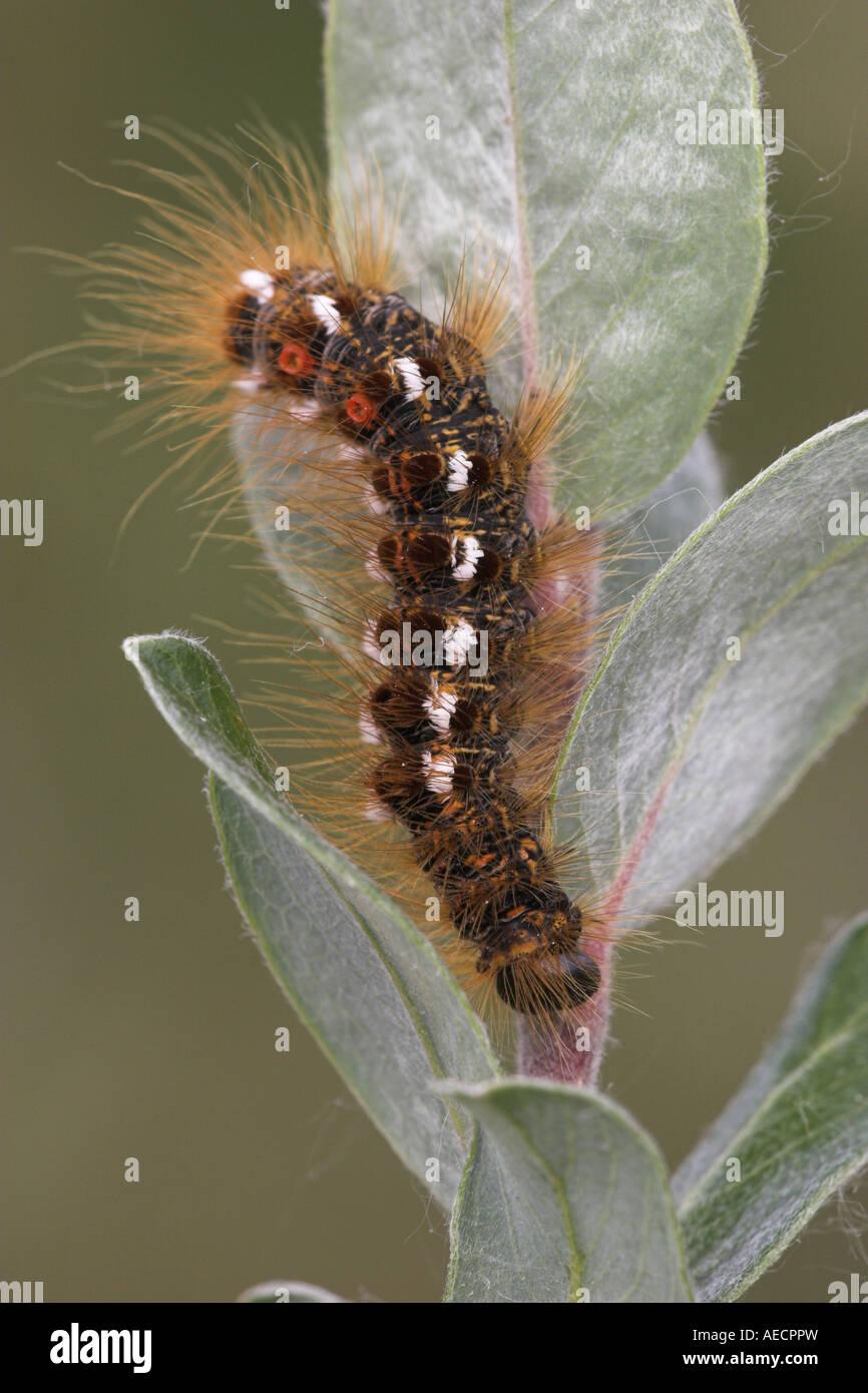 Caterpillars Brown Tail Moths Hi res Stock Photography And Images Alamy caterpillars-brown-tail-moths-hi-res-stock-photography-and-images-alamy