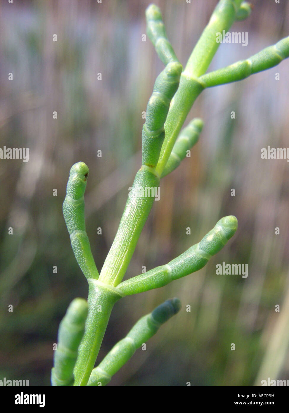 Shrubby Glasswort (Arthrocnemum macrostachyum, Arthrocnemum glaucum, Salicornia glauca), sprout, Spain, Majorca Stock Photo