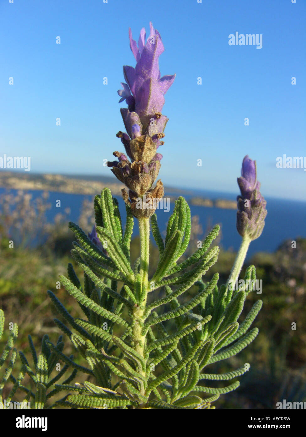Spanish lavender, French lavender (Lavandula dentata), blooming, Spain