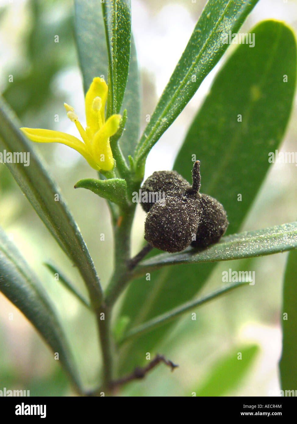 Spurge Olive (Cneorum tricoccon), flower and fruit, Spain, Majorca Stock Photo