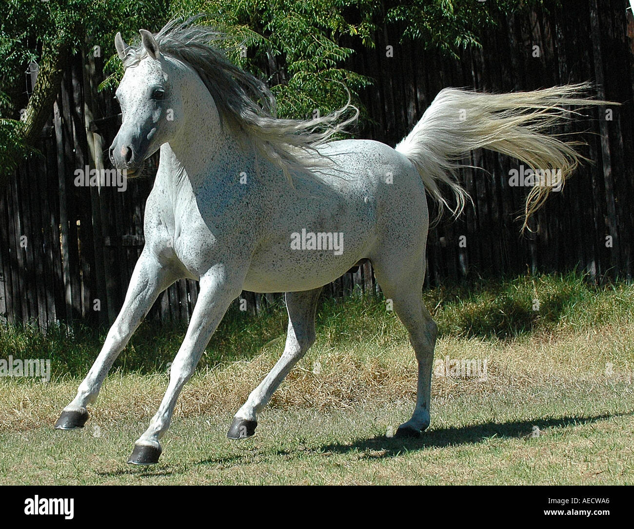 Arab stallion Kamarie Mansour galloping on farm in South Africa Stock Photo