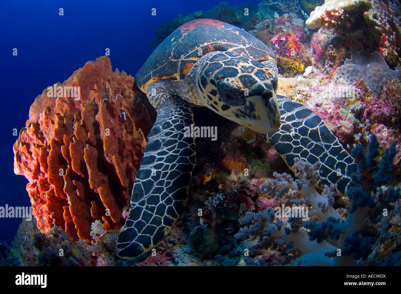 hawksbill sea turtle Eretomochelys imbricata Layang Layang Atoll Malayasia South China Sea Stock Photo