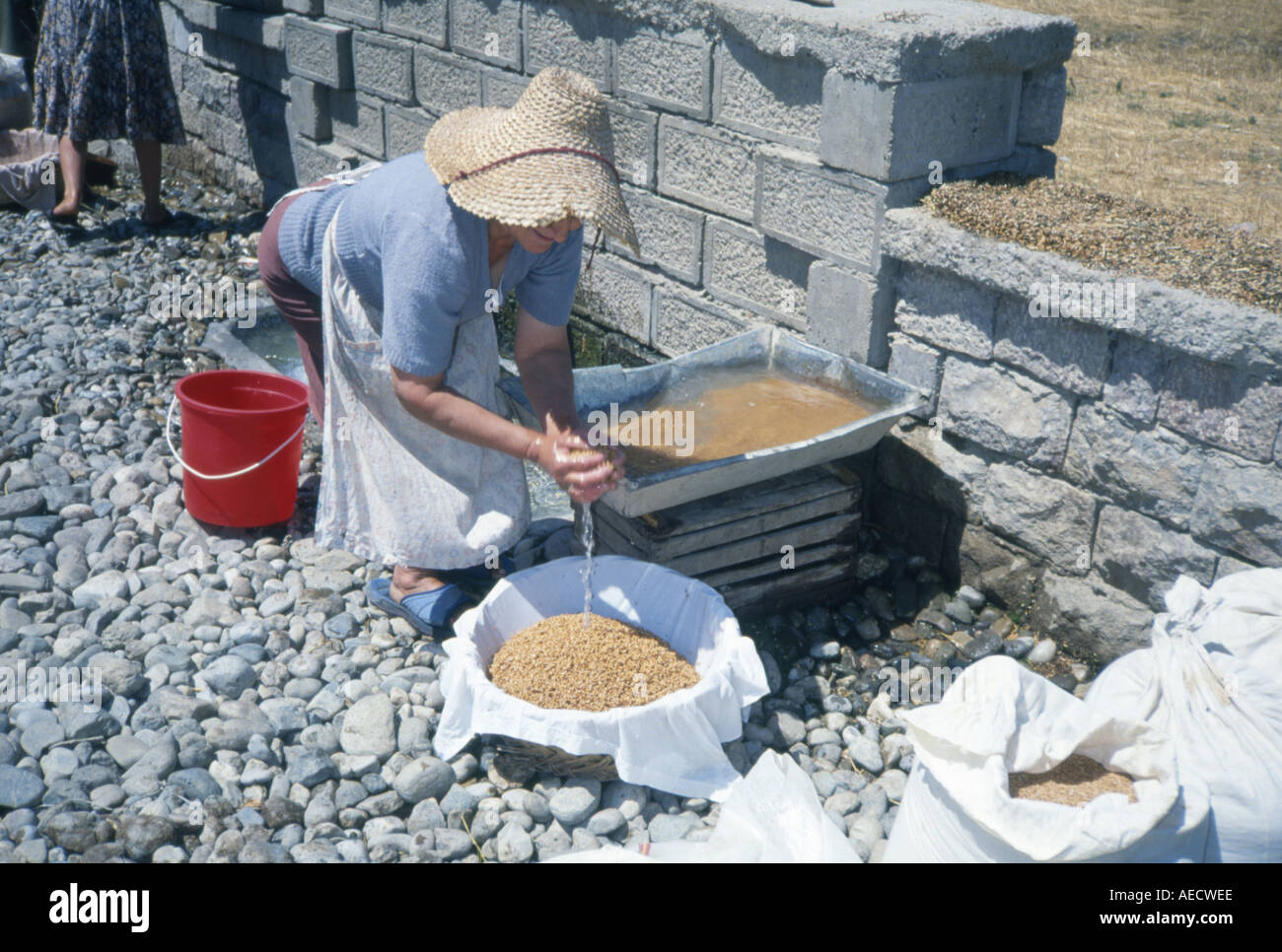 Peasant woman washing wheat grain under running water before drying in
