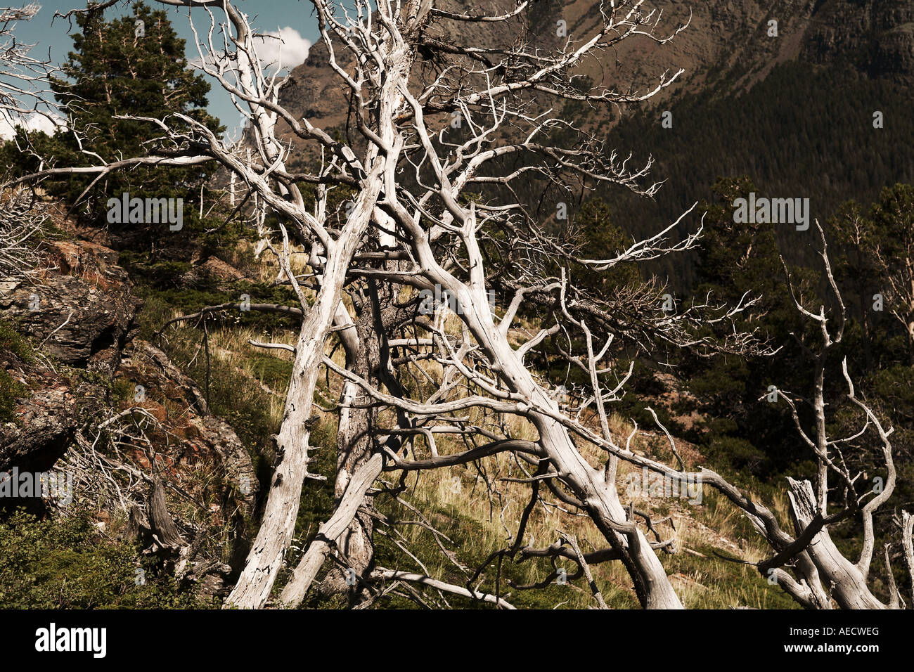 Large Trees Growing on Cliffside in Glacier National Park, Montana