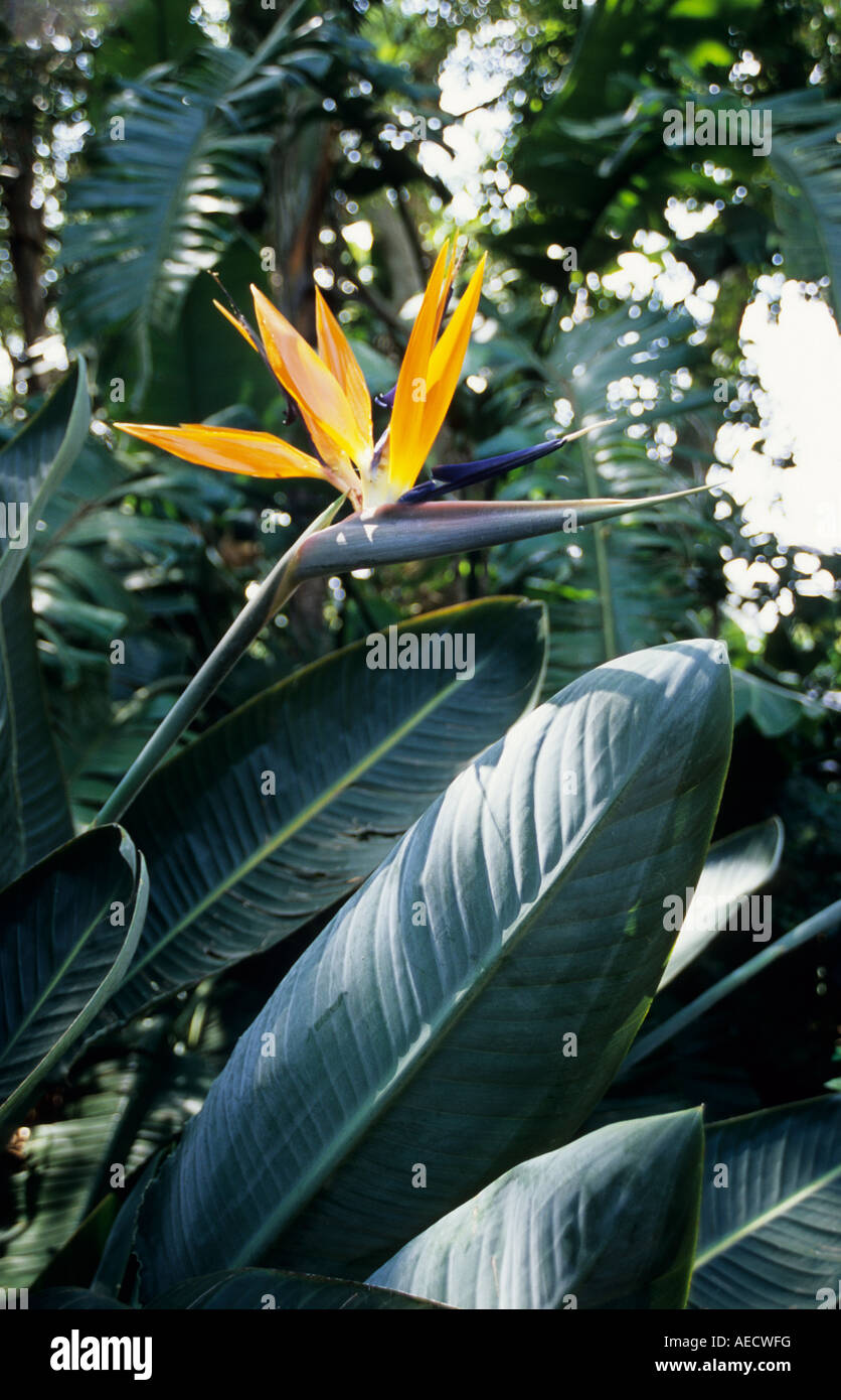 Bird of Paradise Strelitzia regina plant with yellow flower and green leaves  South Africa backgrounds nature Stock Photo - Alamy