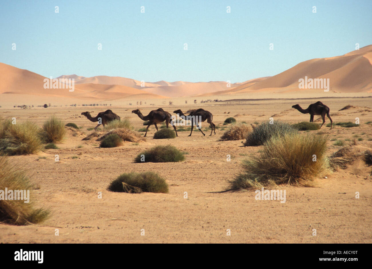 Dromedaries in Tadrart Acacus desert Sahara Lybia Stock Photo