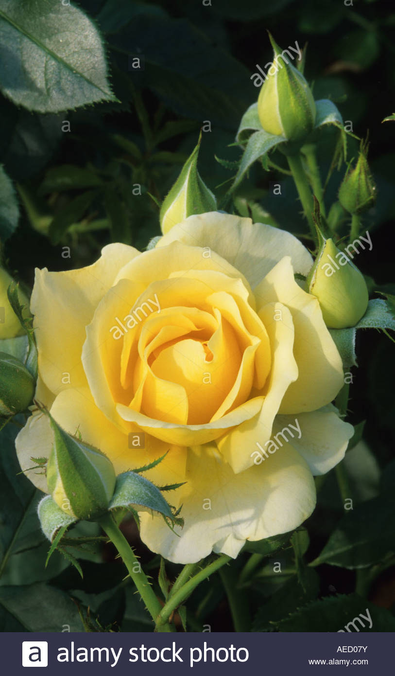 Livery Stock Photos & Livery Stock Images Alamy