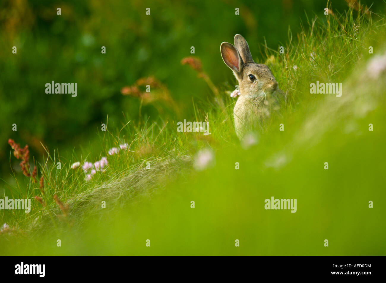 Rabbit, Shetland, UK Stock Photo - Alamy