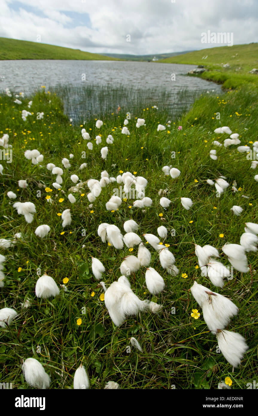 Bog meadow flower community, Mousa island, Shetland, UK Stock Photo