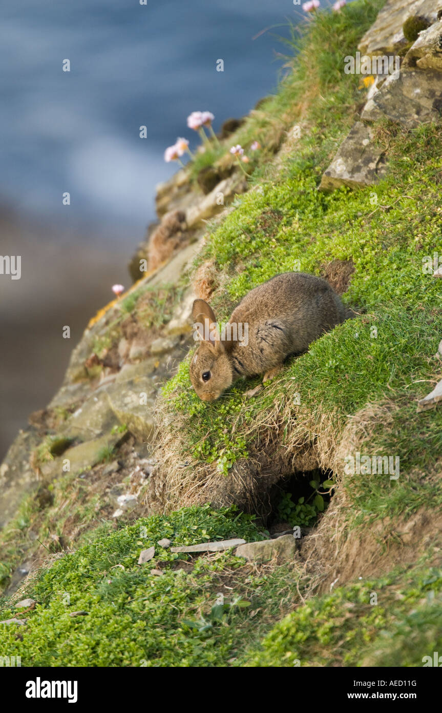 Rabbit using a Puffin nest, Sumburgh, Shetland, UK Stock Photo - Alamy