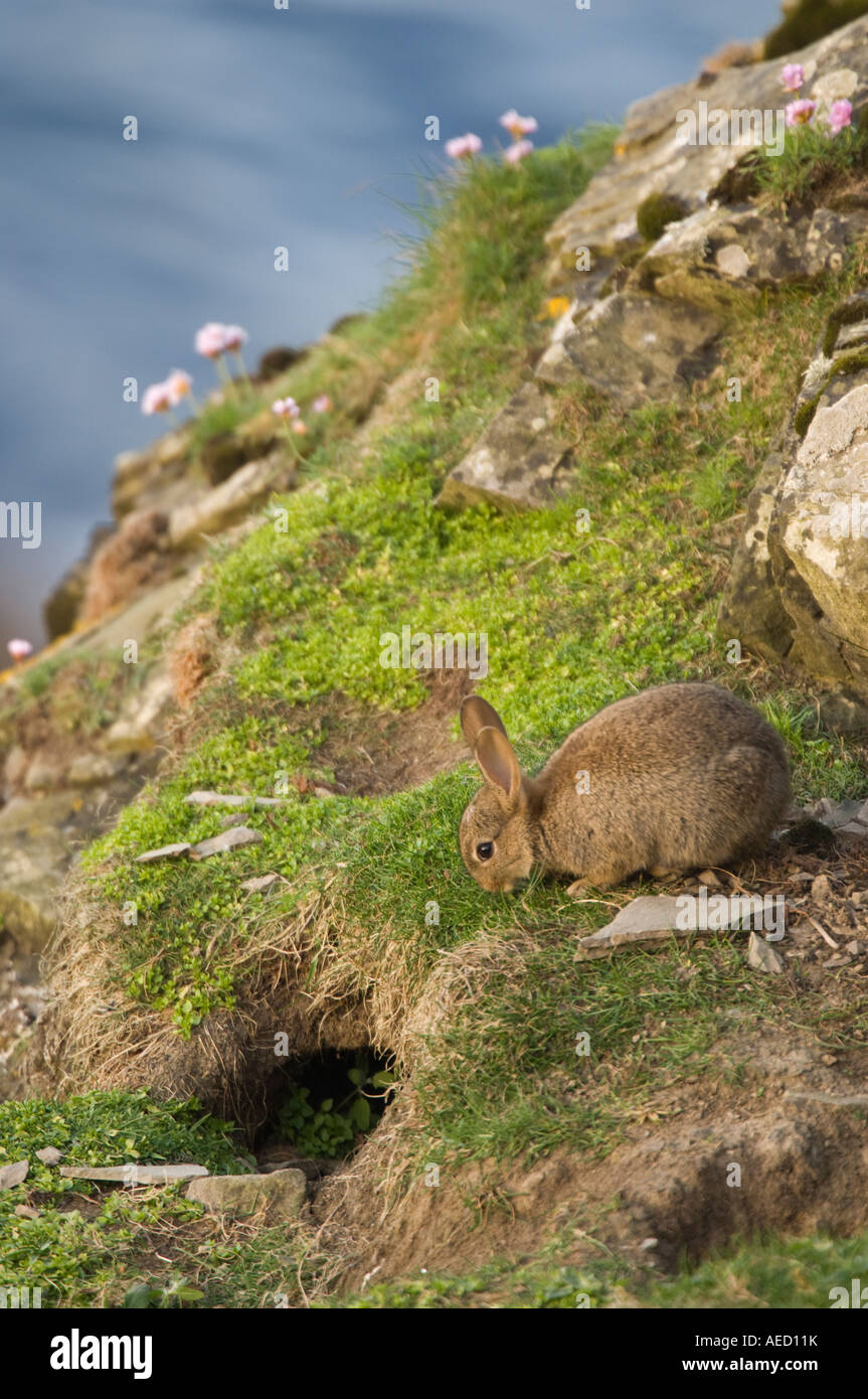 Rabbit oryctolagus cuniculus shetland hi-res stock photography and ...