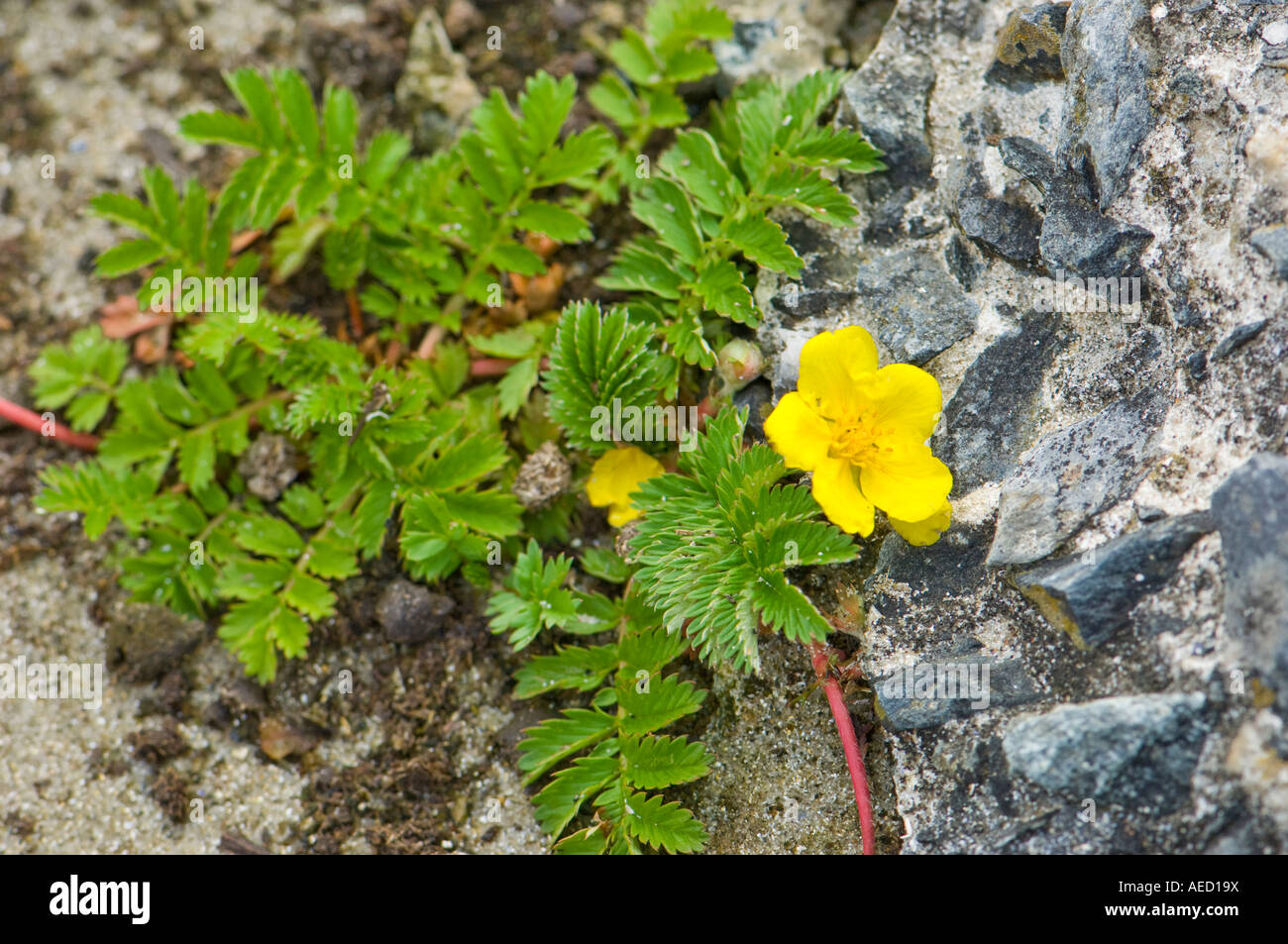 Tormentil flower (Potentilla tormentilla), Fair isle, Shetland, UK Stock Photo