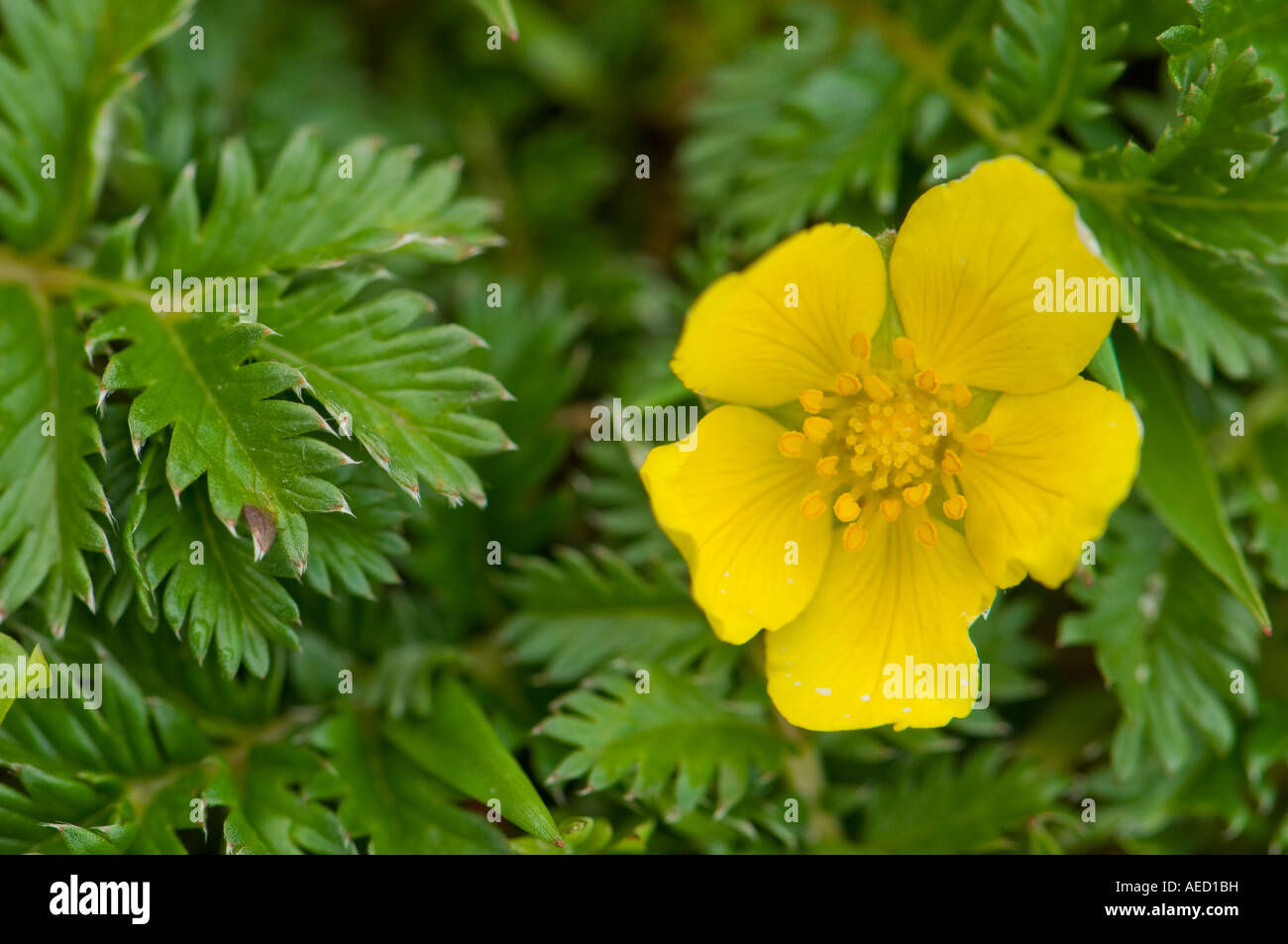 Tormentil flower (Potentilla tormentilla), Fair isle, Shetland, UK Stock Photo