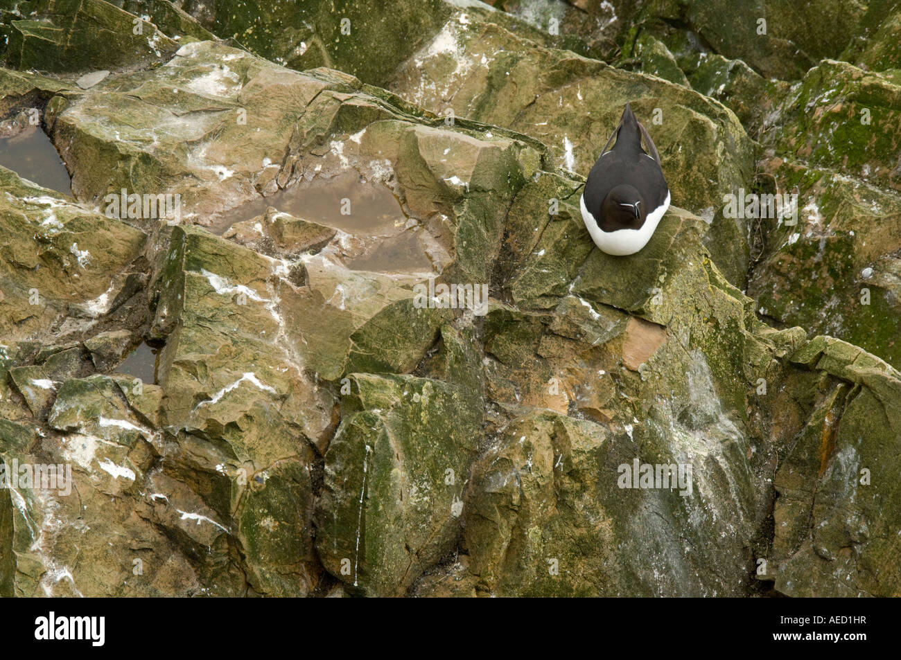 Razorbill (Alca torda), Fair Isle, Shetland, UK Stock Photo