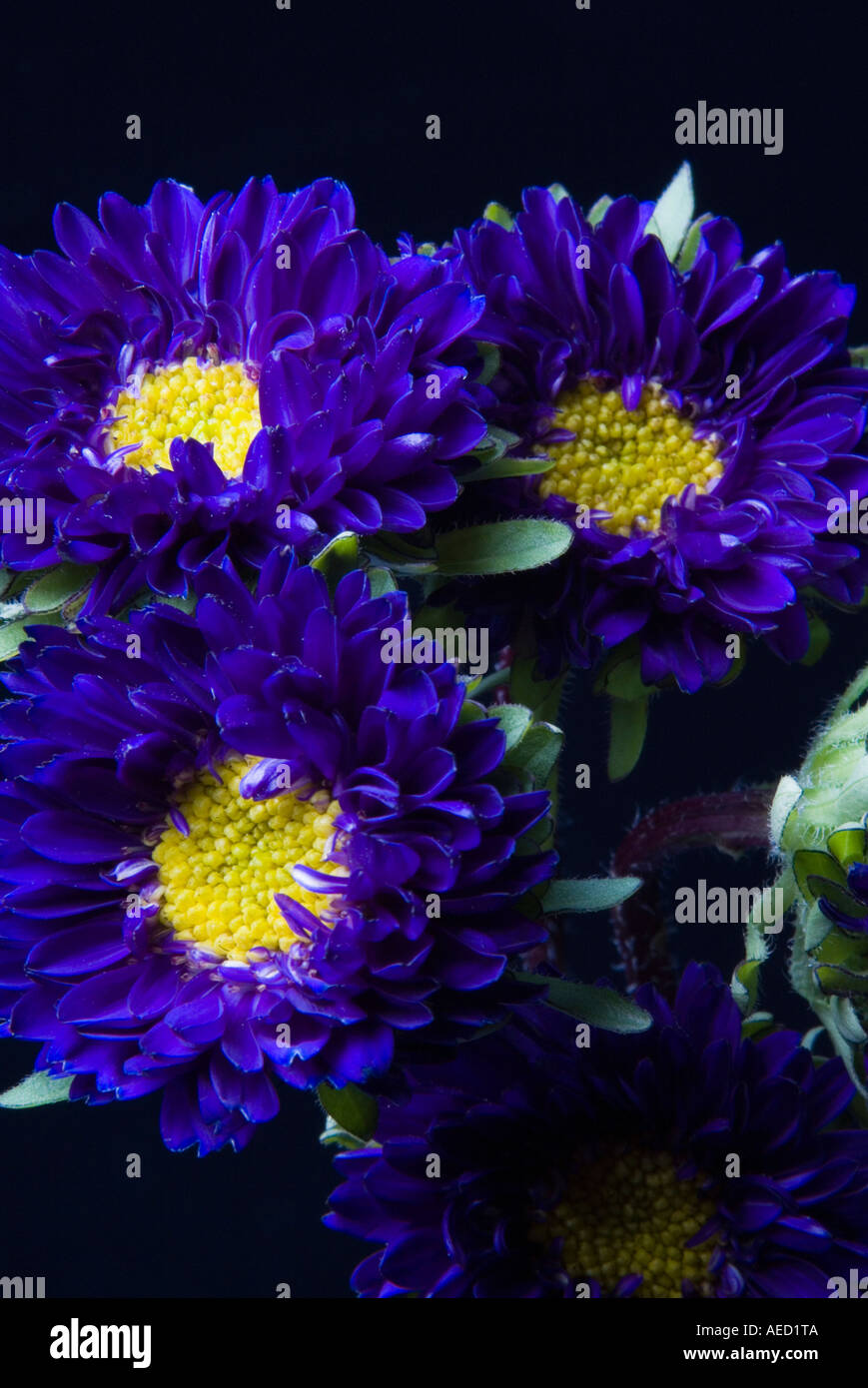 Blue Matsumoto Asters on black background Stock Photo