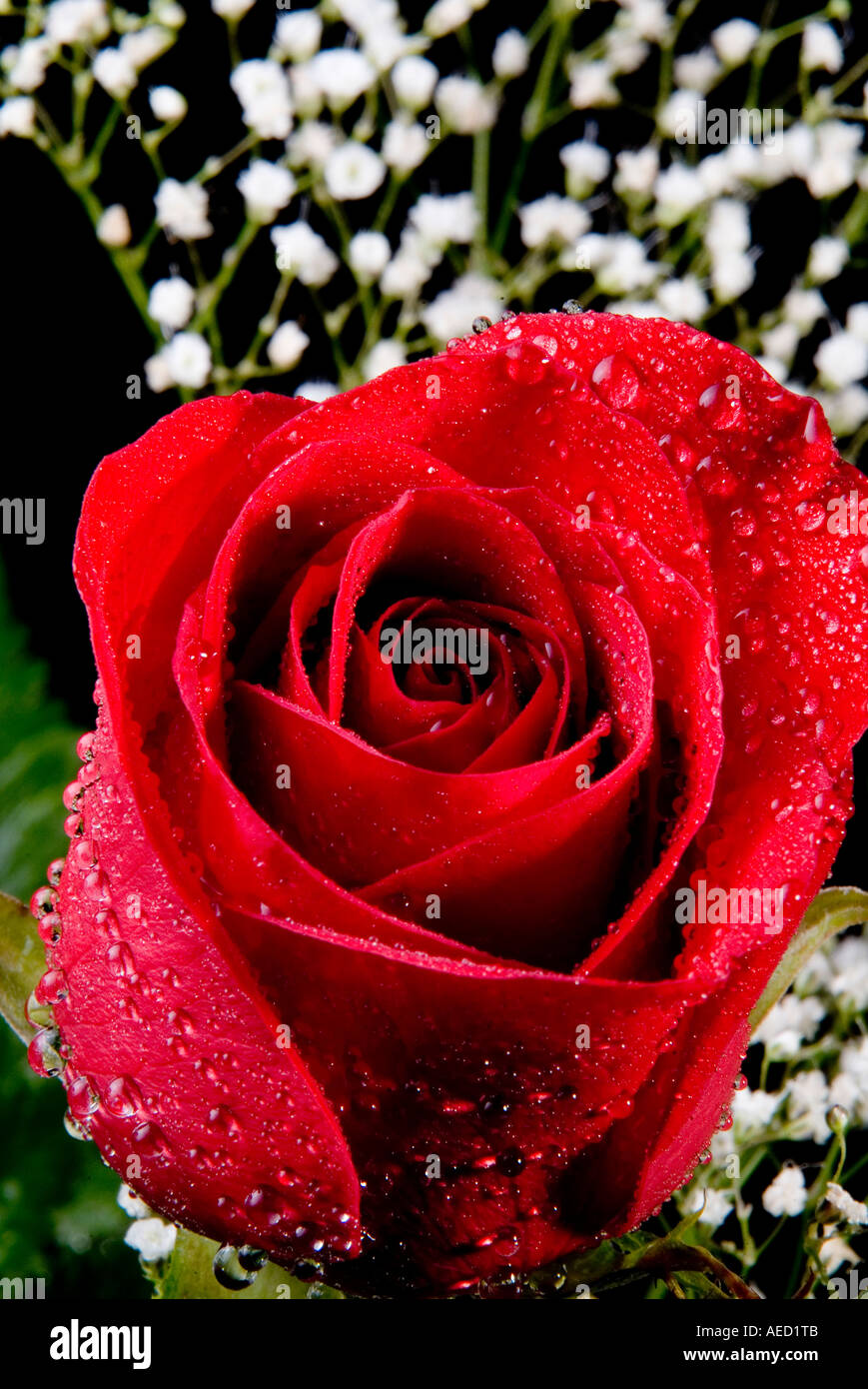 Red rose with water droplets Stock Photo - Alamy