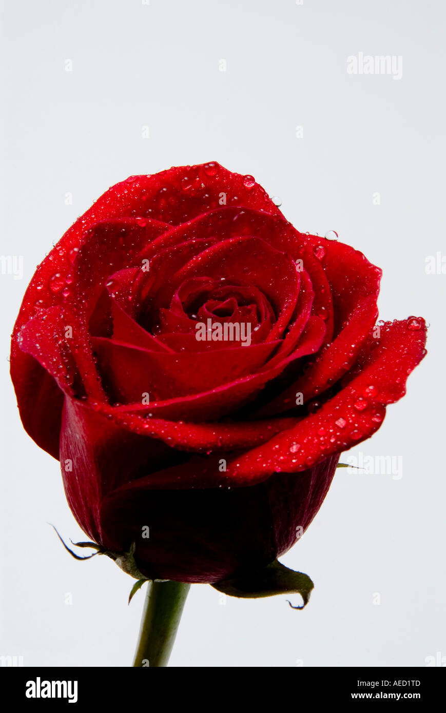 Red rose with water droplets Stock Photo - Alamy